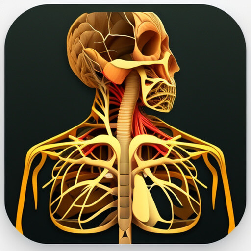 Anatomy
